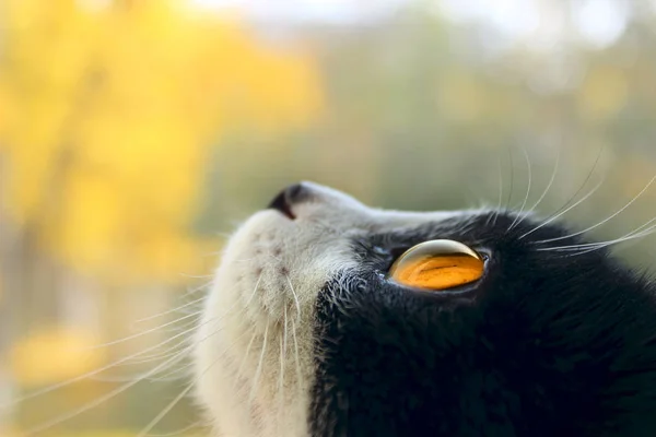 Обрезанный Снимок Черной Кошки Кошка Смотрит Сторону Кот Крупным Планом — стоковое фото