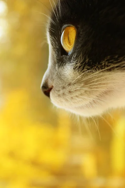Обрезанный Снимок Черной Кошки Кошка Смотрит Сторону Кот Крупным Планом — стоковое фото