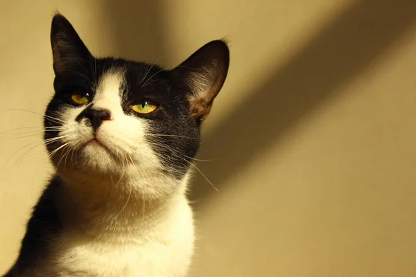 Katt Svart Katt Beskuren Bild Smoking Katt Över Beige Bakgrunden — Stockfoto