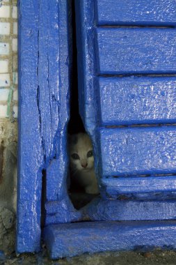 Korkmuş sokak küçük kedisi, dikey atış. Kirli yavru kedi, kedi Sick.Cat gerek bir veteriner ve bir yeni Home.Stray eski mavi Door.World hayvan günün kurtarma hayvanlar kavramı delik arıyorum yavru kedi almak.