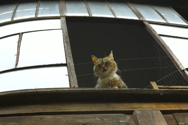 Cute Cat Het Venster Bijgesneden Shot Van Een Cyperse Kat — Stockfoto