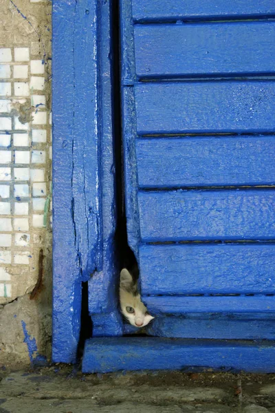 Verängstigtes Streunendes Kätzchen Senkrecht Geschossen Schmutzige Kätzchen Katze Krank Werden — Stockfoto