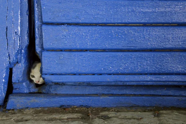 Verängstigtes Streunendes Kätzchen Senkrecht Geschossen Schmutzige Kätzchen Katze Krank Werden — Stockfoto