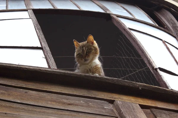 Cute Cat Het Venster Bijgesneden Shot Van Een Cyperse Kat — Stockfoto