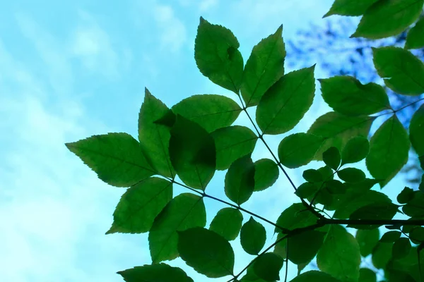 Nature Background Nature Photo Tree Green Background Leaves Blue Sky Stock Image