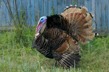 Hindi erkek portresi ya da gobbler. Yeşil çim arka planda hindi erkek veya gobbler yakın plan. Çiftlikte hindi ya da Gobbler vurmuşlar. Çiftlik Arkaplanı.