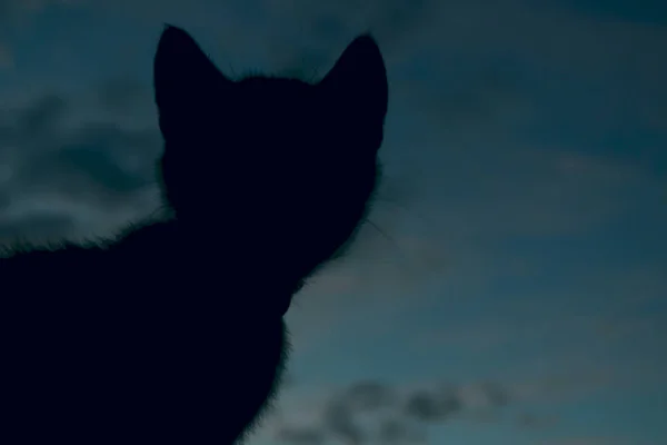 Bijgesneden Shot Van Een Kat Nacht Silhouet Van Kat Bij — Stockfoto