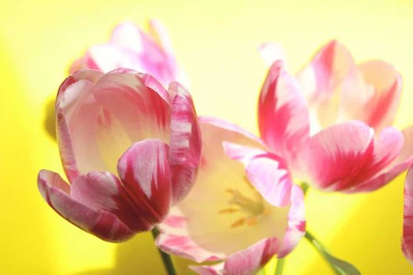 Blurred Red Flowers Yellow Background Beautiful Bunch Tulips Cropped Shot — Stock Photo, Image