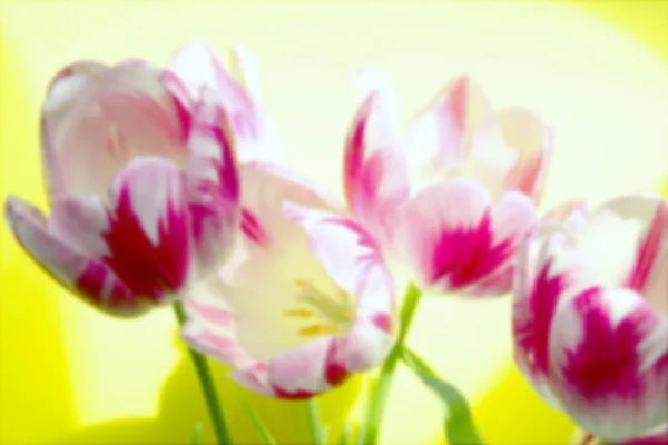 노란색 바탕에 튤립의 Tulips Cropped 노란색 Background Beautiful 무리에 흐리게 — 스톡 사진