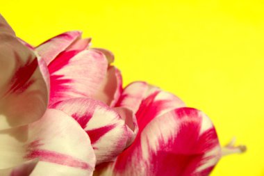 Bulanık renkli Background.Blurred Pembe çiçek sarı Background.Beautiful demet Sarı zemin üzerine Pembe Lale kadeh Tulips.Cropped. Doğa Background.Colorful Background.Springtime.