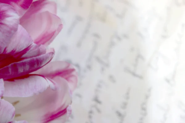 Bulanık Renkli Background Cropped Kadeh Pembe Tulips Valentine Nın Gün — Stok fotoğraf