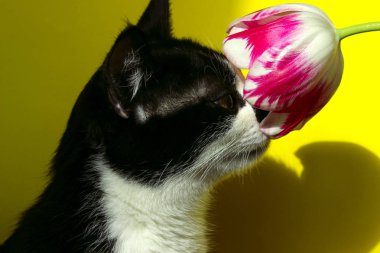 Kedi Kokulu Pembe Çiçek.Siyah Kedi ve Çiçek, Kırpılmış Shot. Smokin Kedi Koklama Çiçek.
