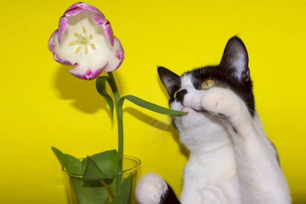 Gato Negro Jugando Con Pink Flower Cropped Shot Gato Negro — Foto de Stock