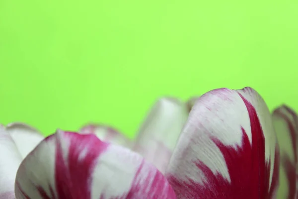 Рожеві Пелюстки Квітів Над Зеленим Тлом Великою Кількістю Копіювання Простору — стокове фото