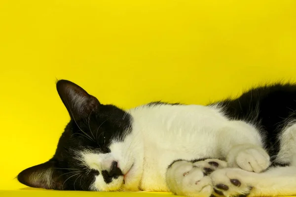 Ζώα Κατοικίδια Ιδέα Μαύρη Γάτα Χαλάρωσης Μαύρη Γάτα Κίτρινο Φόντο — Φωτογραφία Αρχείου