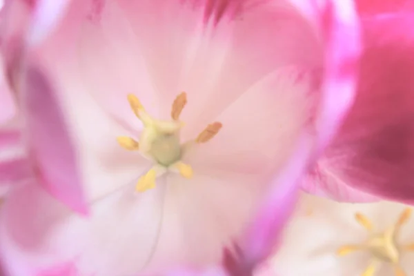 Bulanık Çiçek Background Flower Yaprakları Doku Pembe Doğal Arka Plan — Stok fotoğraf