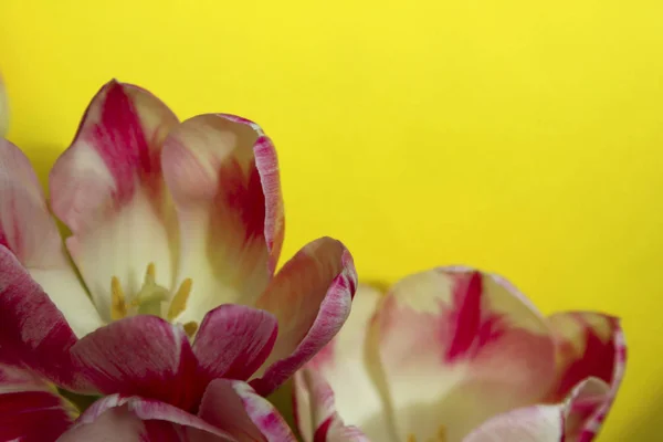 Розмитий Квітковий Фон Красиві Квіти Над Жовтим Тлом Великою Кількістю — стокове фото