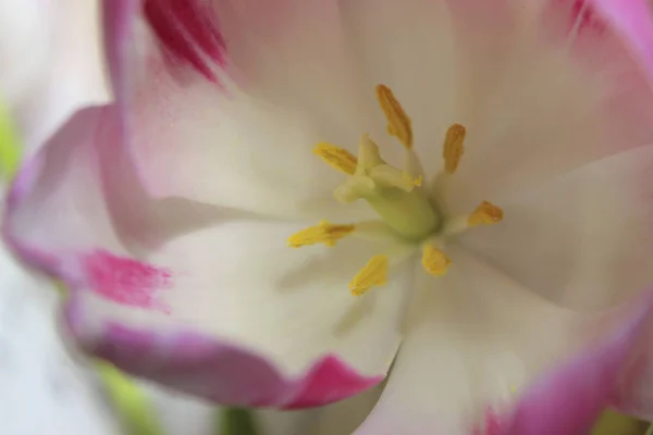 Bulanık Çiçek Background Flower Yaprakları Doku Pembe Doğal Arka Plan — Stok fotoğraf