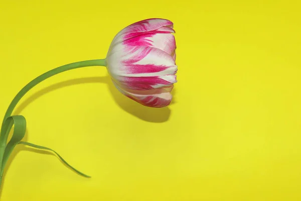 Sarı Arka Plan Üzerinde Bir Pembe Lale Çiçek Açan Çiçek — Stok fotoğraf