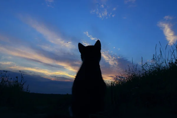 Güzel Gün Batımı Kediye Silüeti Şirin Kedi Road Gün Batımı — Stok fotoğraf