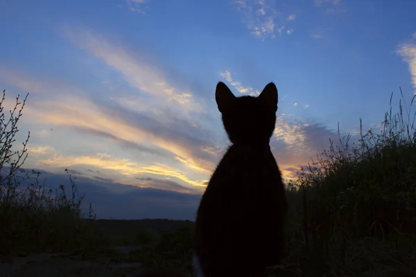 Silhuetten Katt Vacker Solnedgång Söt Katt Vägen Sunset Bakgrund Katt — Stockfoto
