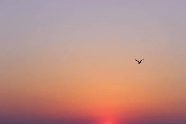 Ουρανού Ροζ Φόντο Sunrise Background Silhouette Από Ένα Πουλί Όμορφο — Φωτογραφία Αρχείου