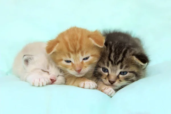 Drei Süße Kleine Kätzchen Die Auf Dem Bett Liegen Drei — Stockfoto