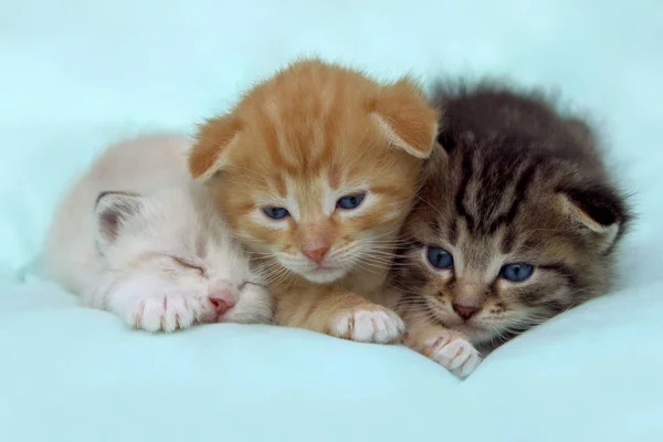 Three Cute Little Kittens Lying On The Bed. Three Little Kittens Over Blue Background.