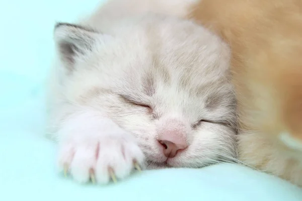 ペットの世話の概念 小さな子猫のショットをトリミングしました かわいい白い子猫が眠って — ストック写真