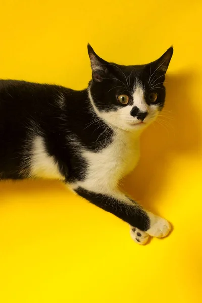 Gato Bonito Smoking Com Engraçado Face Tuxedo Gato Sobre Fundo — Fotografia de Stock