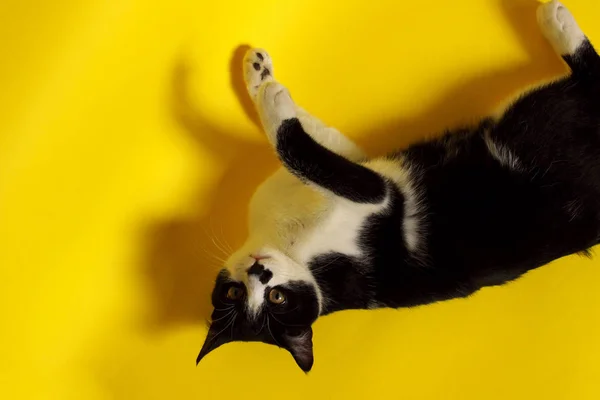 Gato Lindo Del Esmoquin Con Cara Graciosa Gato Del Esmoquin — Foto de Stock