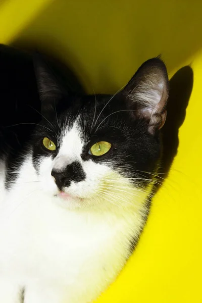Μαύρη Γάτα Κίτρινο Φόντο Περικοπεί Shot Cute Σμόκιν Γάτα Face — Φωτογραφία Αρχείου