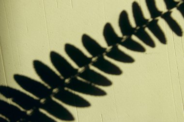 Soyut doğa arka plan. Bitki duvardaki gölgesi. Ferns gölgesi Fern.The gölgesi dalları boş alanı olan beyaz arka plan üzerinde beyaz bir duvar yapraklarda Text.Shadow için bırakır.