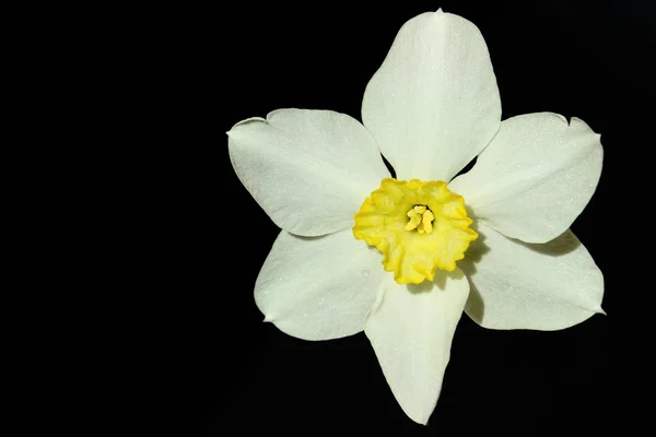 Flor Blanca Sobre Fondo Negro Con Mucho Espacio Copia Para — Foto de Stock