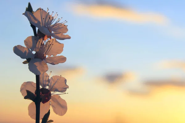 Spring Background Cropped Shot Wonderful Pink Flowers Sky Background Apricot — Stock Photo, Image