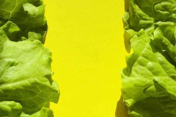 Fresh Green Lettuce Salad Leaves  On Yellow Background. Colorful Nature Food Background.Green On Yellow Abstract Background For Text.