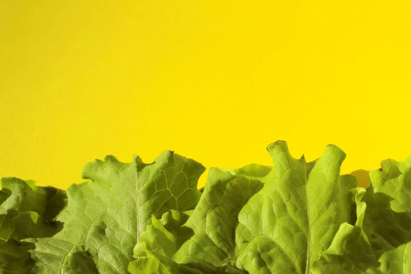 Fresh Green Lettuce Salad Leaves  On Yellow Background. Colorful Nature Food Background.Green On Yellow Abstract Background For Text.