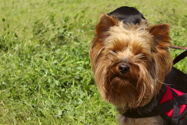 Zvířata Domácí Zvířata Psi Concept Dogs Venku Kupírované Shot Yorkshire — Stock fotografie