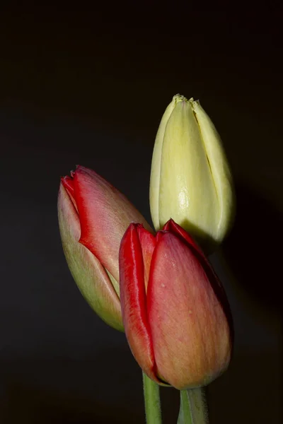 Recortado Tiro Frescos Tulipanes Sobre Fondo Negro —  Fotos de Stock