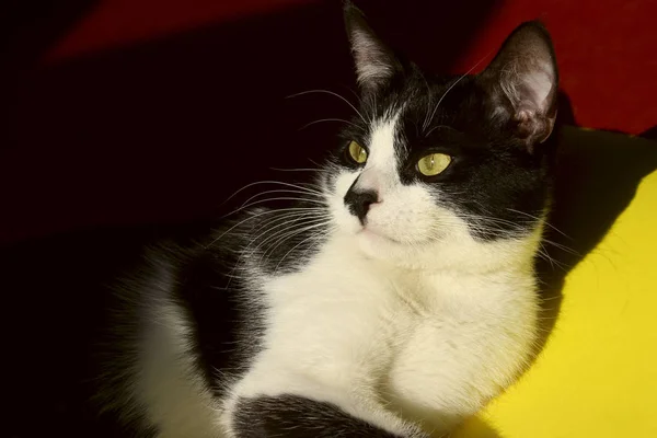 Gato Negro Sobre Fondo Brillante Tiro Recortado Gato Esmoquin Sobre —  Fotos de Stock