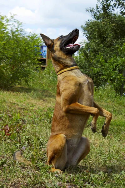 Cão Brincando Livre Tiro Completo Cão Brincar Malinois Dog Brincar — Fotografia de Stock