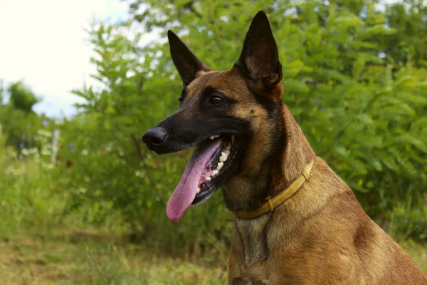 Tiro Cortado Cão Livre Malinois Dog Close Retrato Cão Malinois — Fotografia de Stock