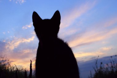 Güzel gün batımı kediye silüeti. Şirin kedi Road, gün batımı arka plan, kedi seyir üzerinde. Harika Sunset.World hayvan gün, kurtarma hayvanlar Concept.Happy yavru kedi arıyorum yolunu yitirmek kedi.