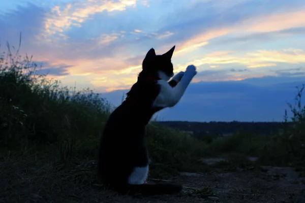 Силуэт Кошки Прекрасном Закате Cute Cat Road Sunset Background Cat — стоковое фото