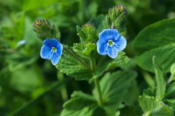 Green Nature Background Two Blue Little Flowers Blooming Plants Stock Photo