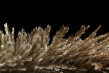 Siyah arka planda devekuşu tüy, kırpılmış shot. Soyut doğa doku Arkaplan. Karanlık doğa arka plan.