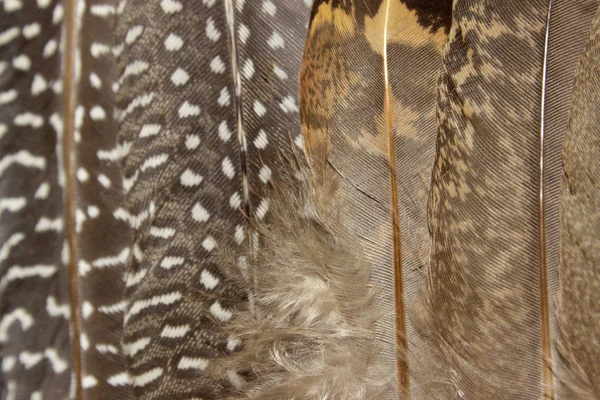 抽象的な自然のテクスチャの背景 羽のテクスチャ クローズアップ 鳥の羽のカラフルなパターン — ストック写真