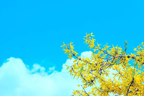 Gesneden Takje Met Gele Bloemen Blauwe Lucht Achtergrond Abstracte Natuur — Stockfoto