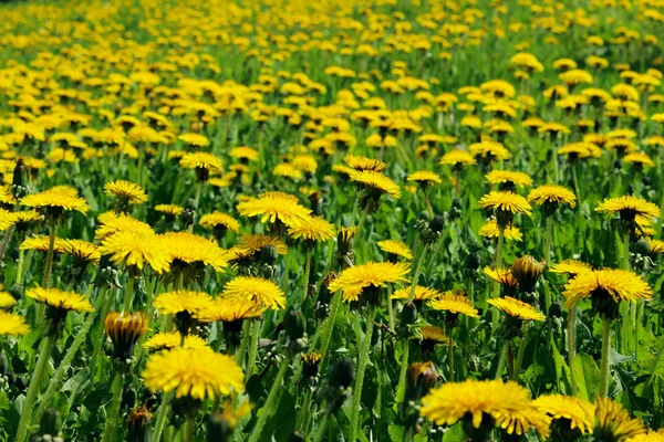 黄色のタンポポのぼやけたイメージ 春の概念 牧草地の作物のショット カラフルな自然背景 — ストック写真