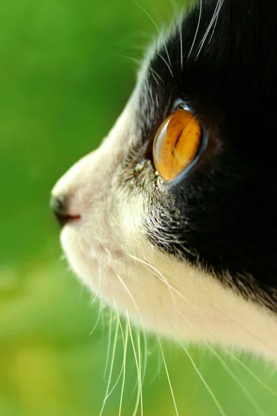 Tiro Cortado Gato Olhando Para Lado Sobre Fundo Verde Borrado — Fotografia de Stock